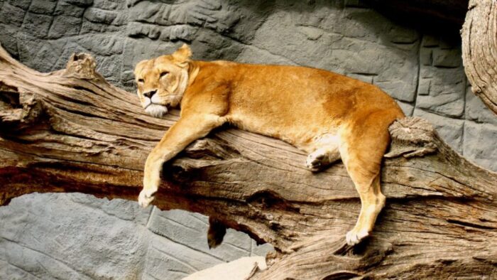lioness lying on brown tree trunk