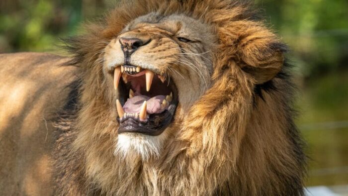 a roaring lion