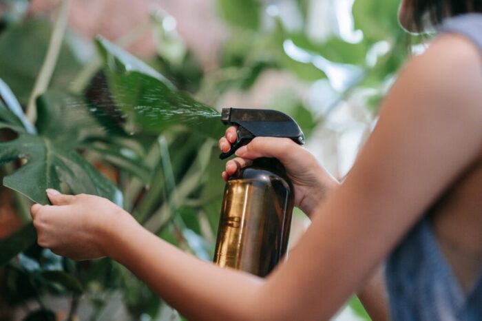 person watering the plants