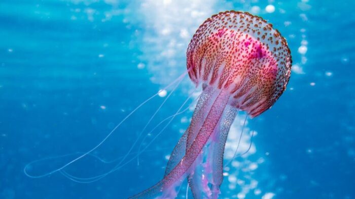 shallow focus photo of pink and brown jellyfish